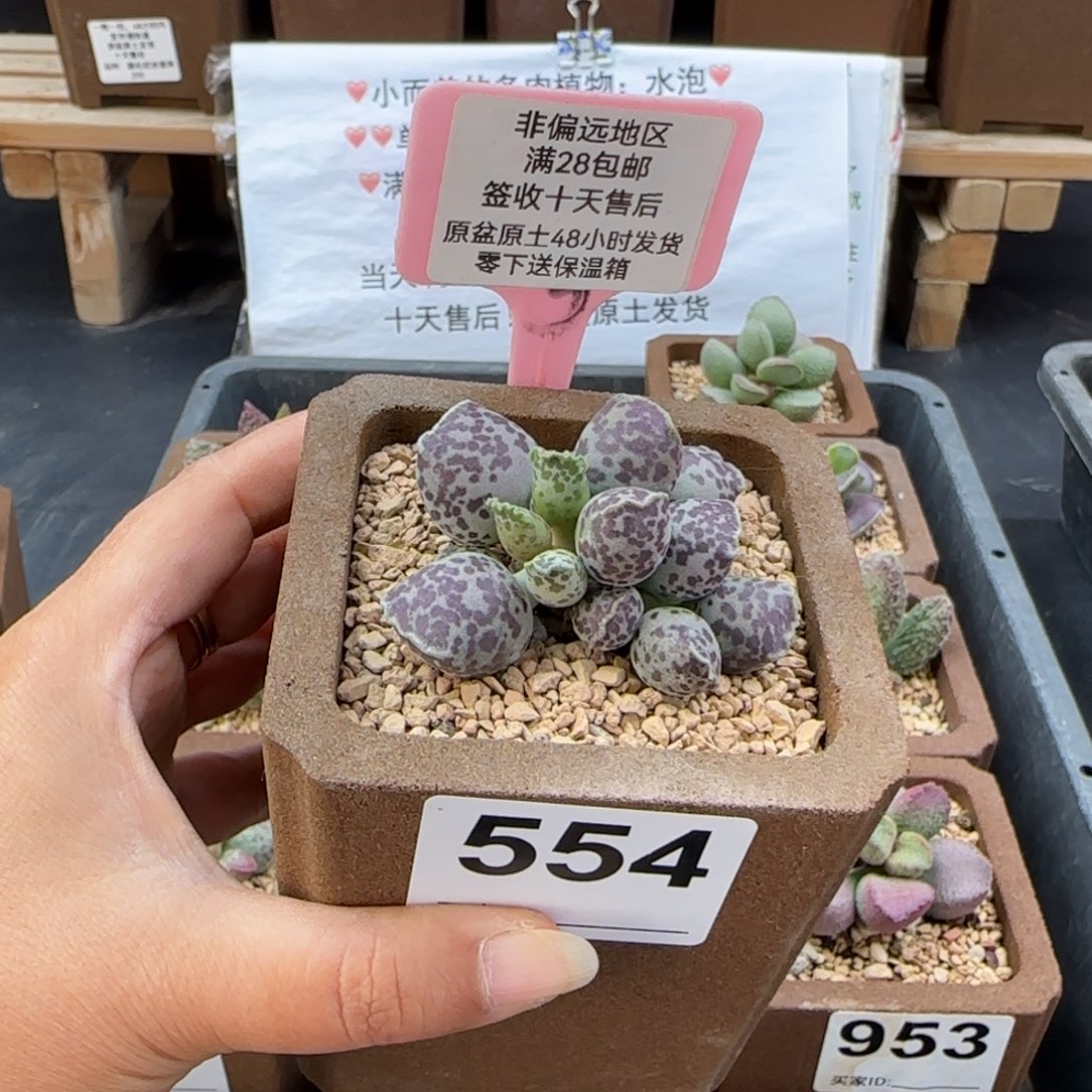 叶***子554达摩海豹多肉植物