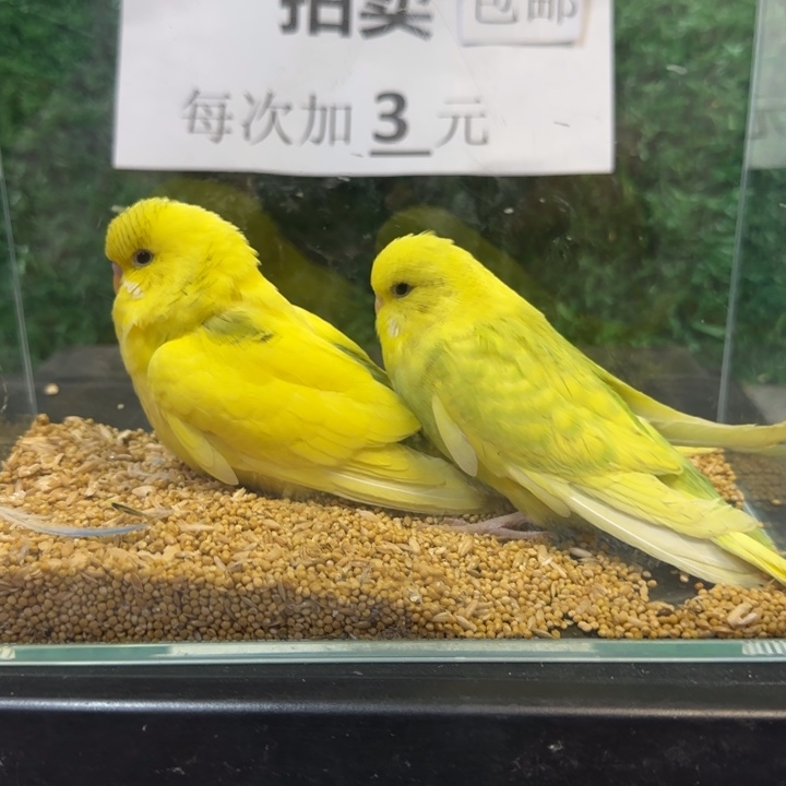 虎皮鹦鹉大头虎皮鹦鹉