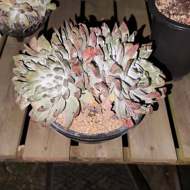 ✐***࿐普西仙女杯多肉植物