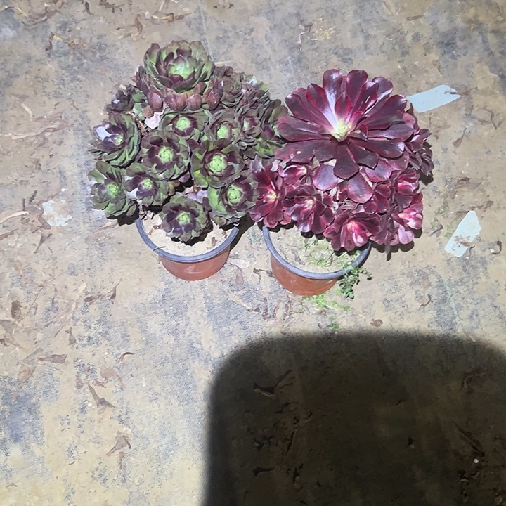 花***时不包侧枝一物一拍35