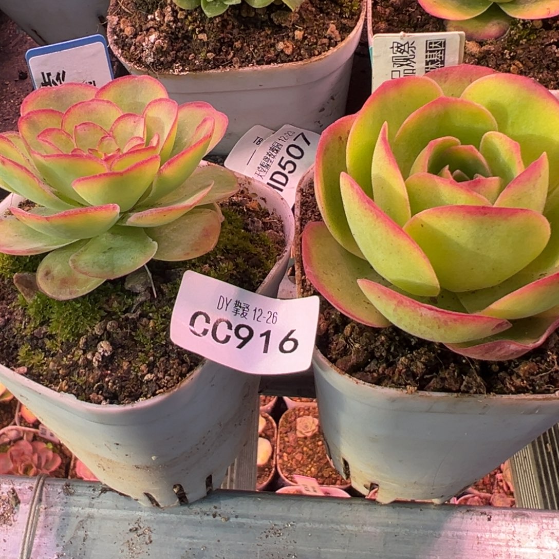 阴***️陈陈糖糖916若初x各种、梅萦