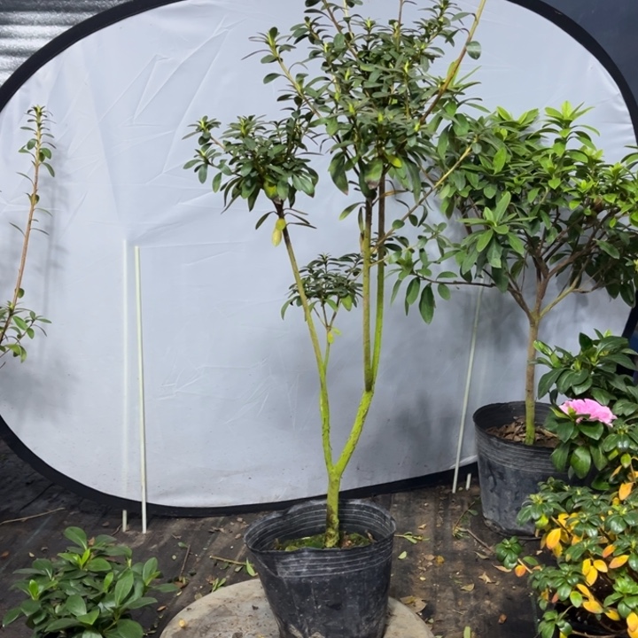 完全开放美**活舞小町杜鹃