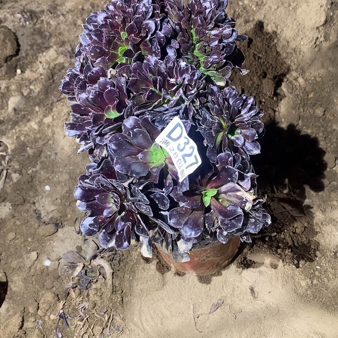 327 多肉植物不包断枝