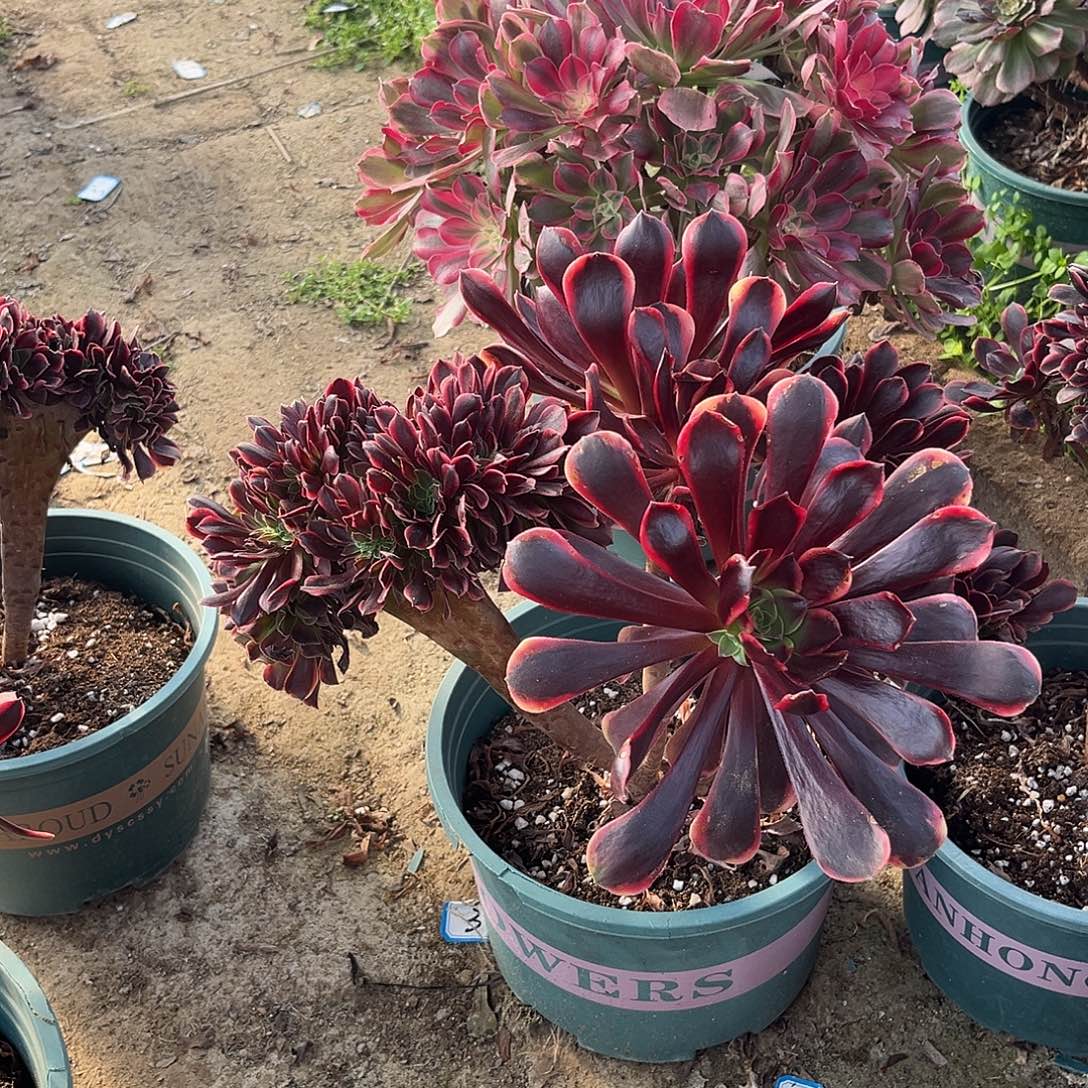 3欧嘉莉缀化法师多肉植物