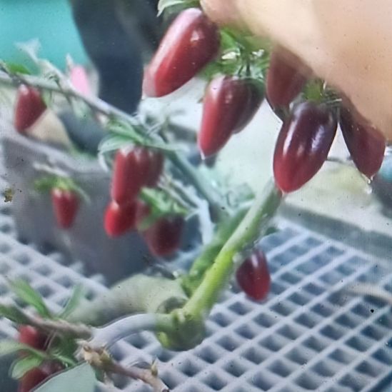 无花朵金陵紫嫁接苗