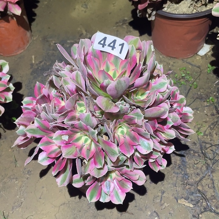 多肉植物断枝不包441女巫