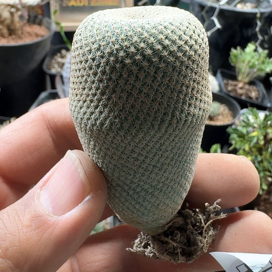 450小人帽脱土发货