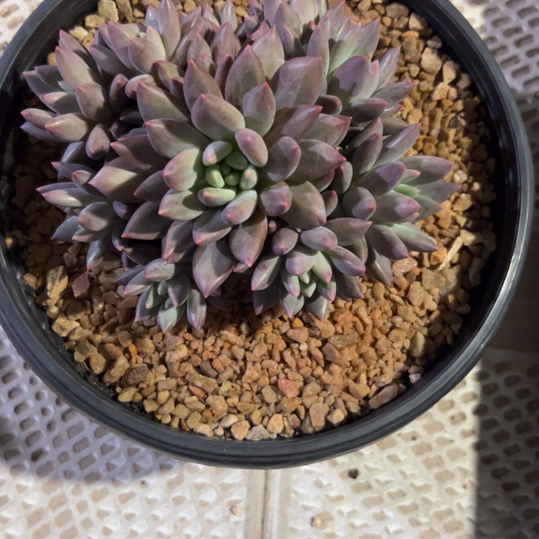 糯***.多肉植物多肉植物