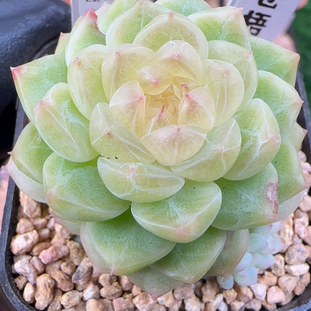 046   苍梧   5厘米盆