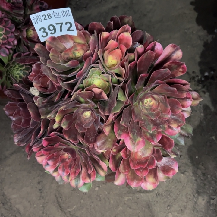 3972南香妃多肉植物