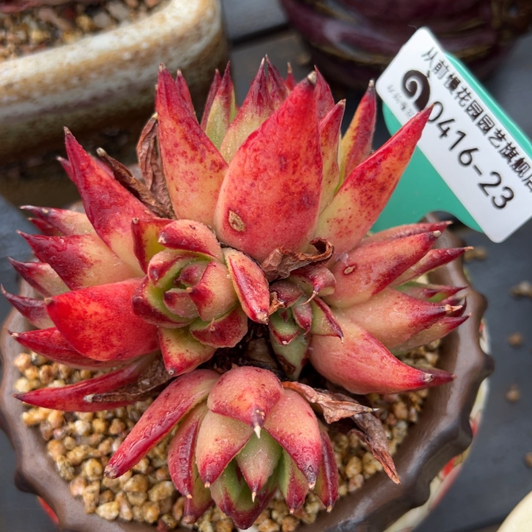 从前慢多肉精选编号0416.23