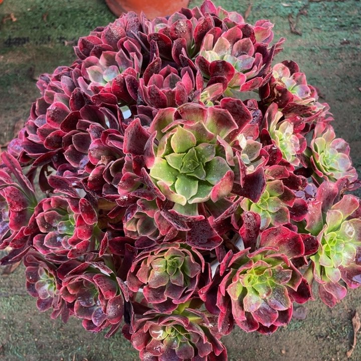 751凤冠大捧花精品法师多肉