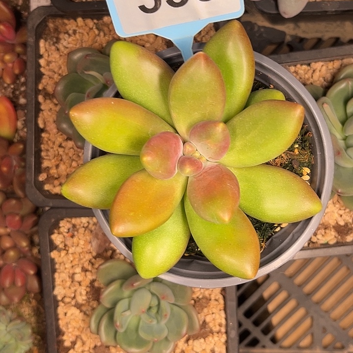爱***己多肉植物伊莎贝拉533