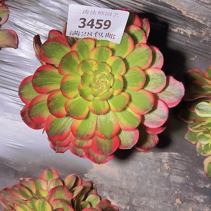 3459火狐多肉植物2号