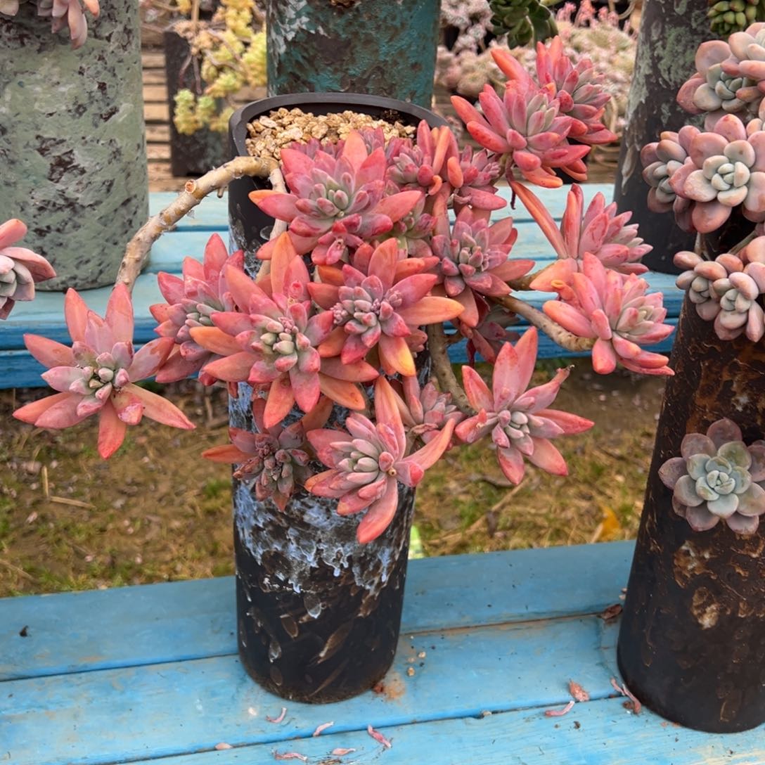 露养老桩脱土裸根秋丽