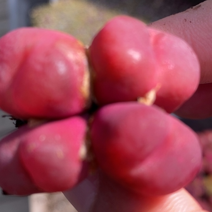 722一颗一颗一颗