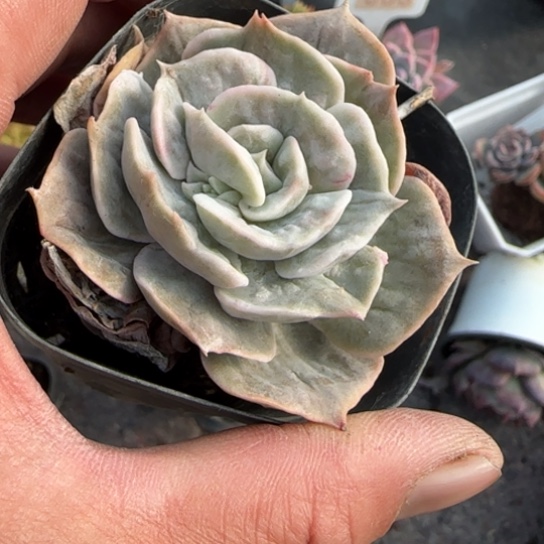 201漫威多肉植物多