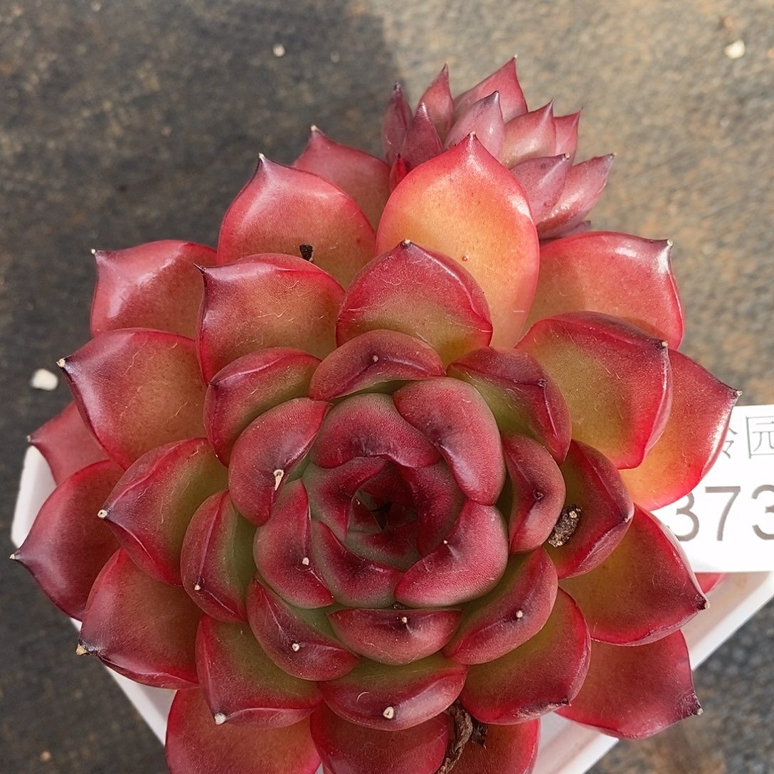 3732杂交老桩基地～10厘米