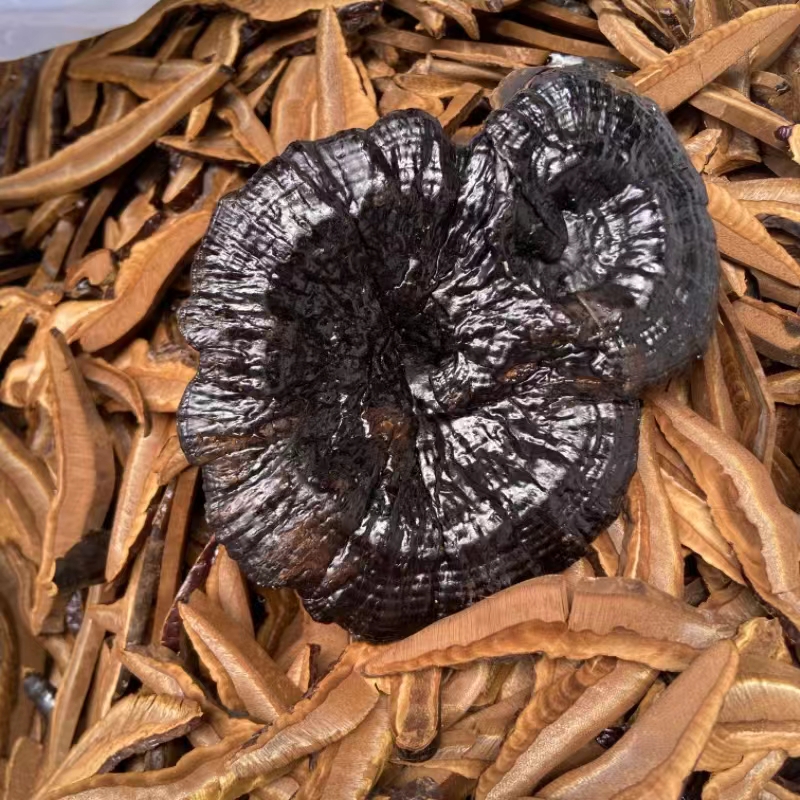 东华本草长白山赤灵芝片干货可泡水当茶饮用滋补佳品