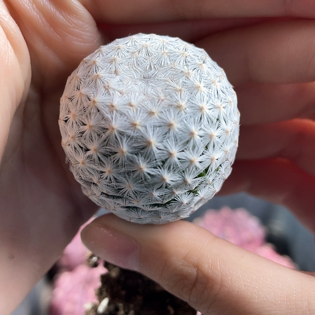 3.5cm实生矮胖白鸟1颗