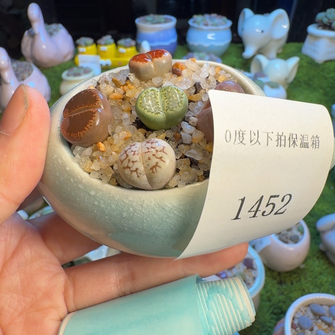 多肉植物福利冲1452