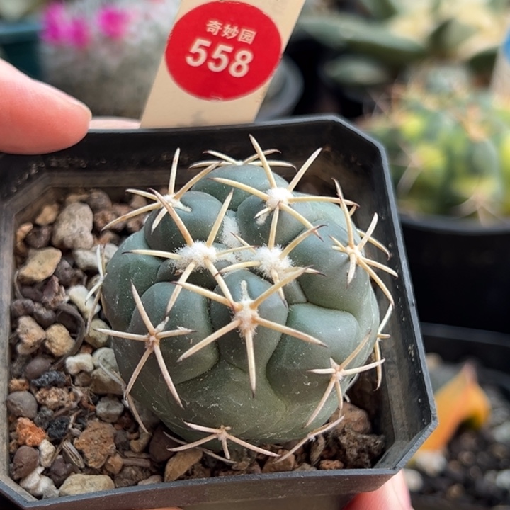 实生顶花大祥冠4.3cm