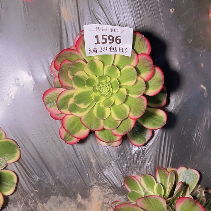 1596水中月多肉植物2号棚