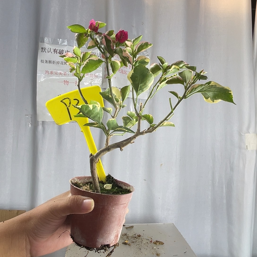 当前无花栽培后可以开花93掌中宝蓝月亮