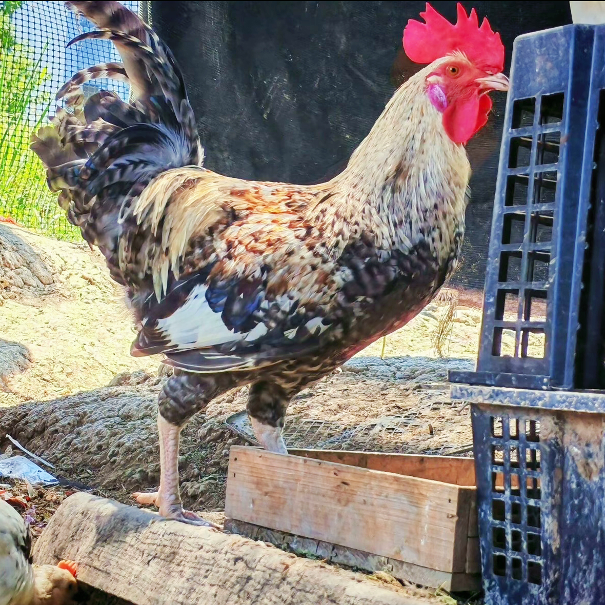 长尾鸡 花柴鸡适合新人喂养性格温顺的宠物鸡