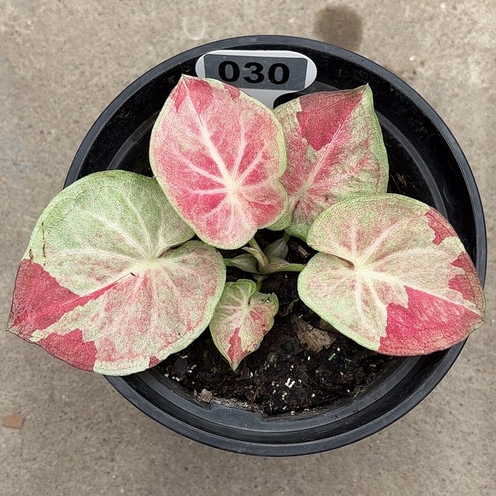 30-0226天堂莲花彩叶芋广东现货