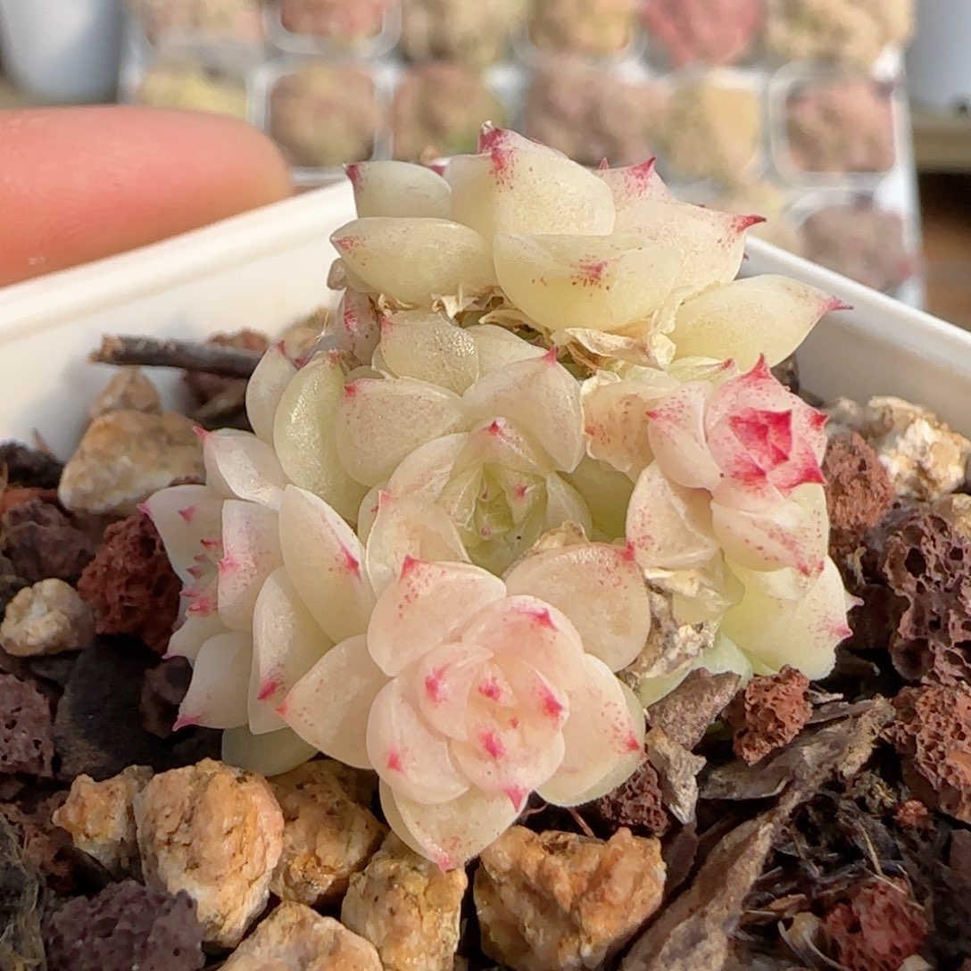 原****啊【闪购商品】0202-114专拍