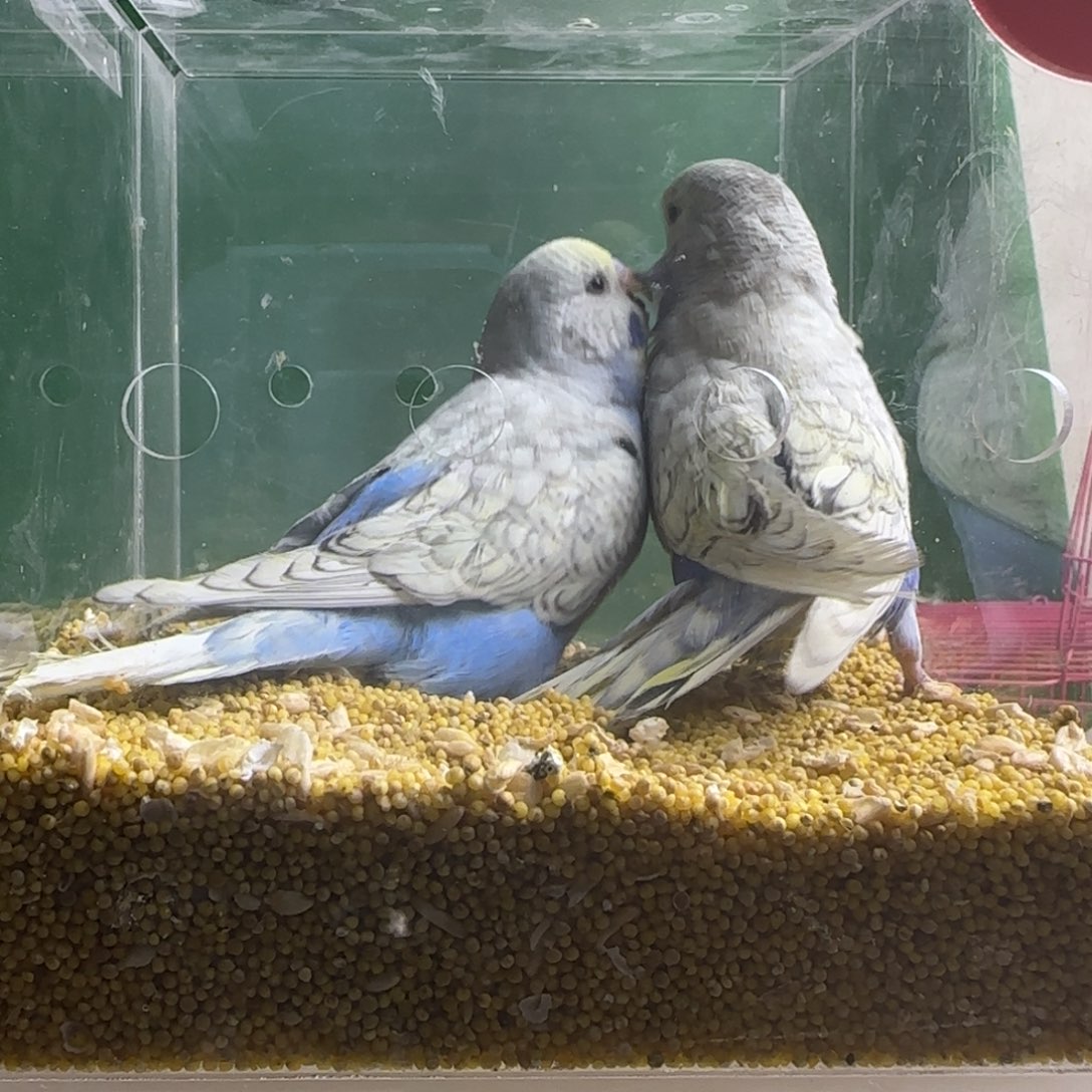 虎皮鹦鹉大头鹦鹉