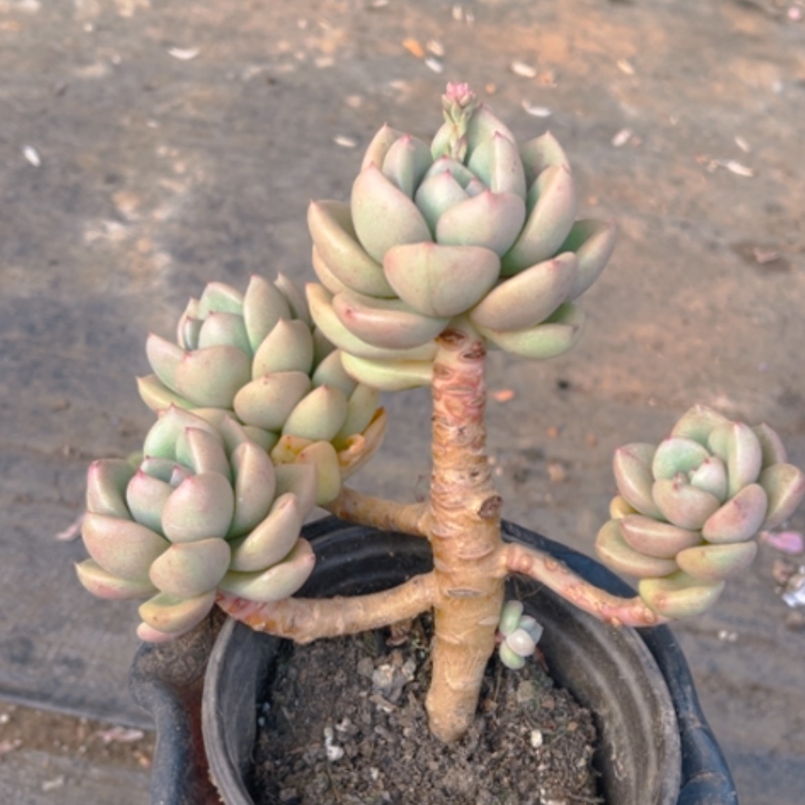 【闪购商品】奶油鳄梨15258