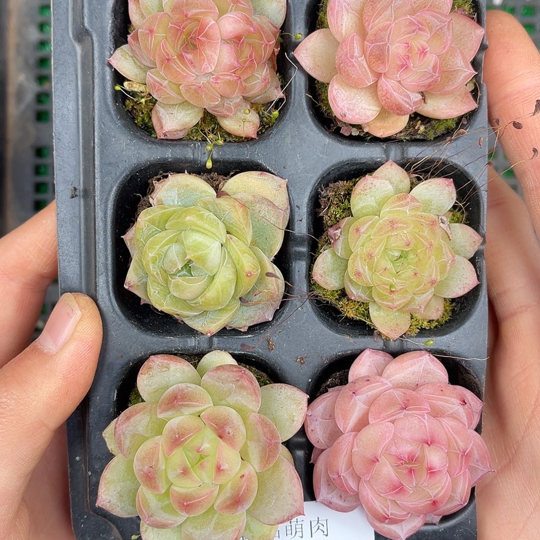 多肉一物一拍27-234