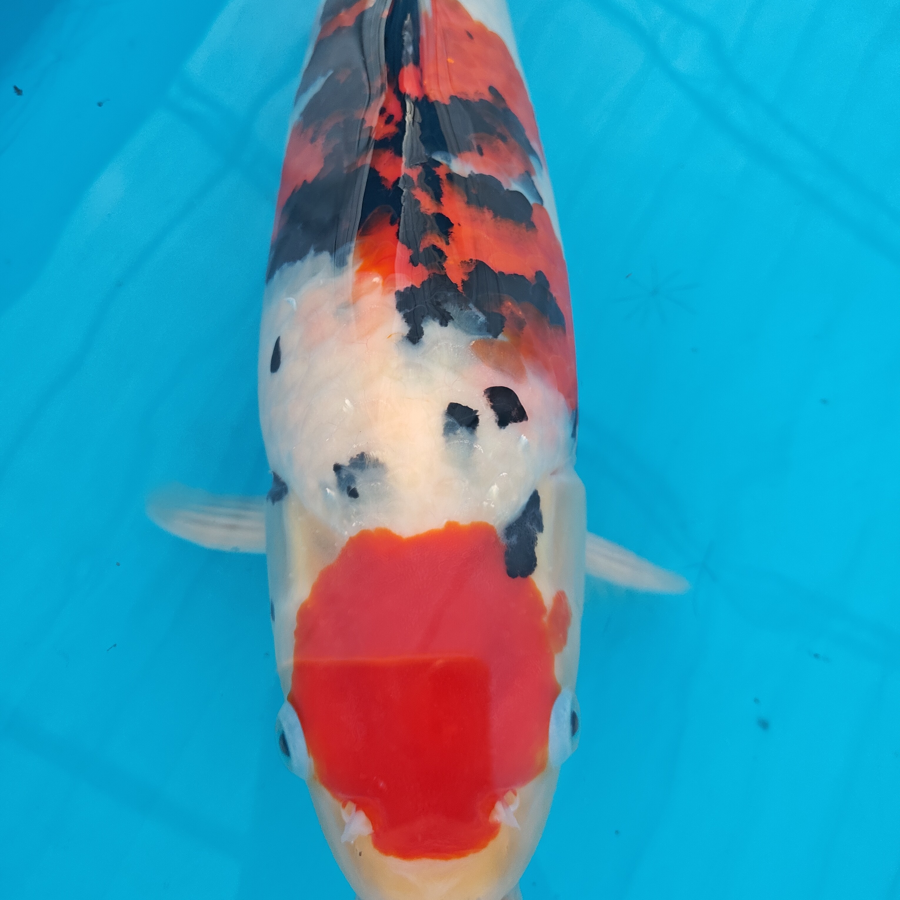 进口锦鲤丹顶昭和（直播间了解详情）