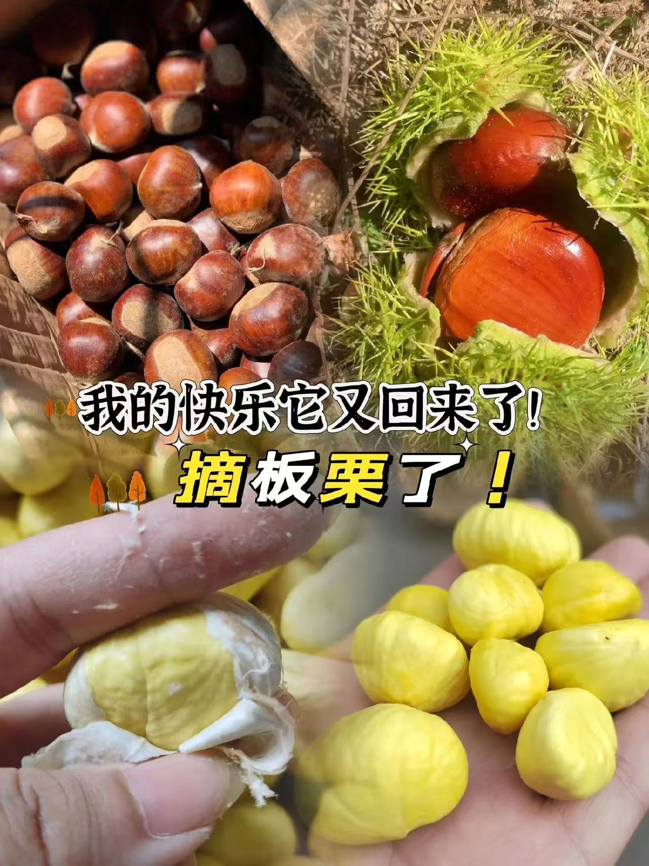 5斤2025云南高山老树板栗