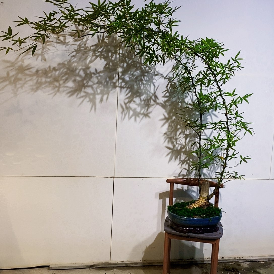 无花朵小叶簕竹一物一拍