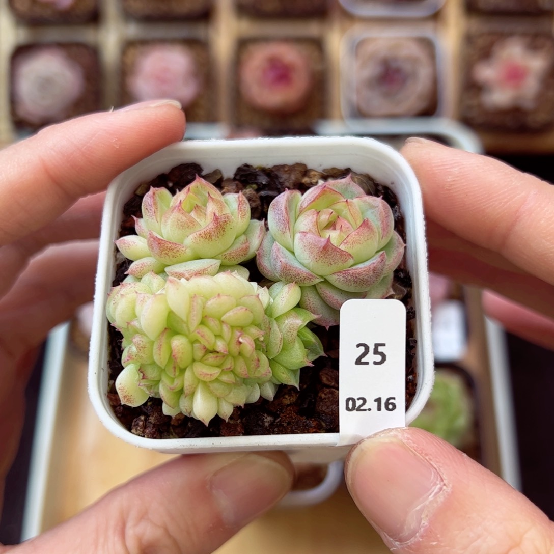 好看缀25、哈哈哈哈