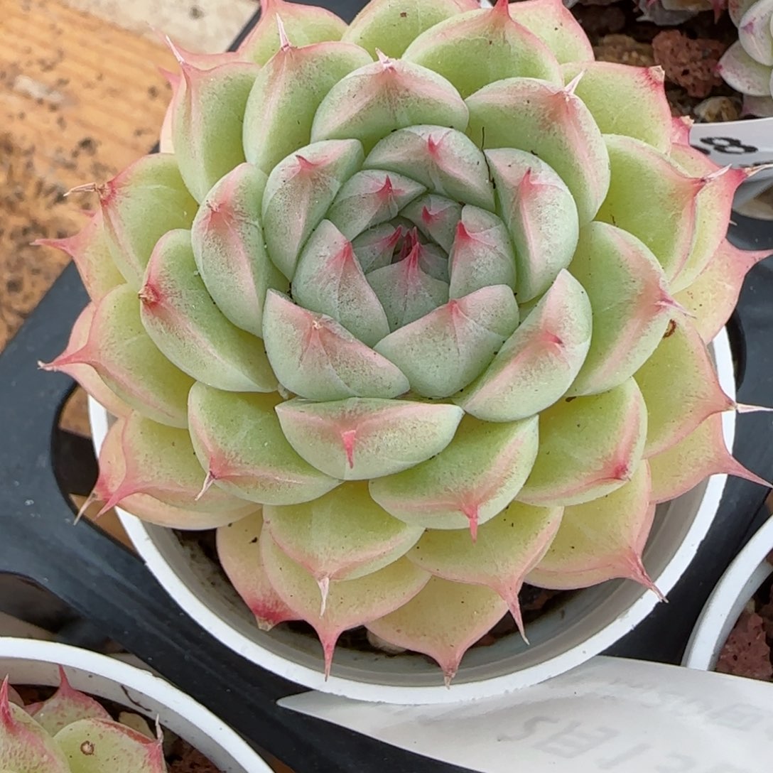 花语逸境0213-271