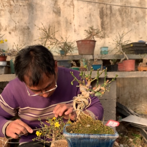 完全开放迎春花一颗