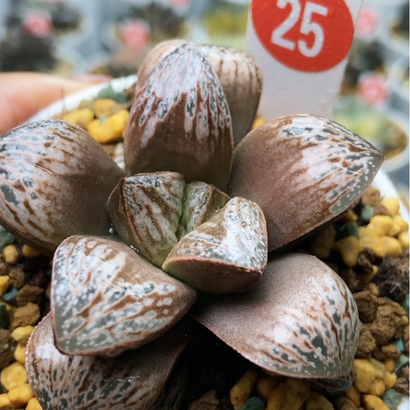 【闪购商品】印加25