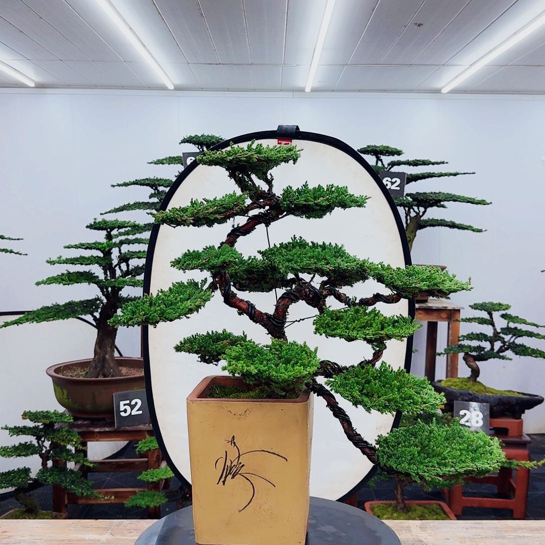 无花朵00000000000000