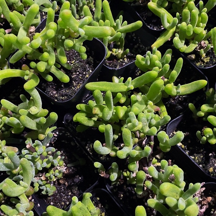 兔子枝干带盆土发货