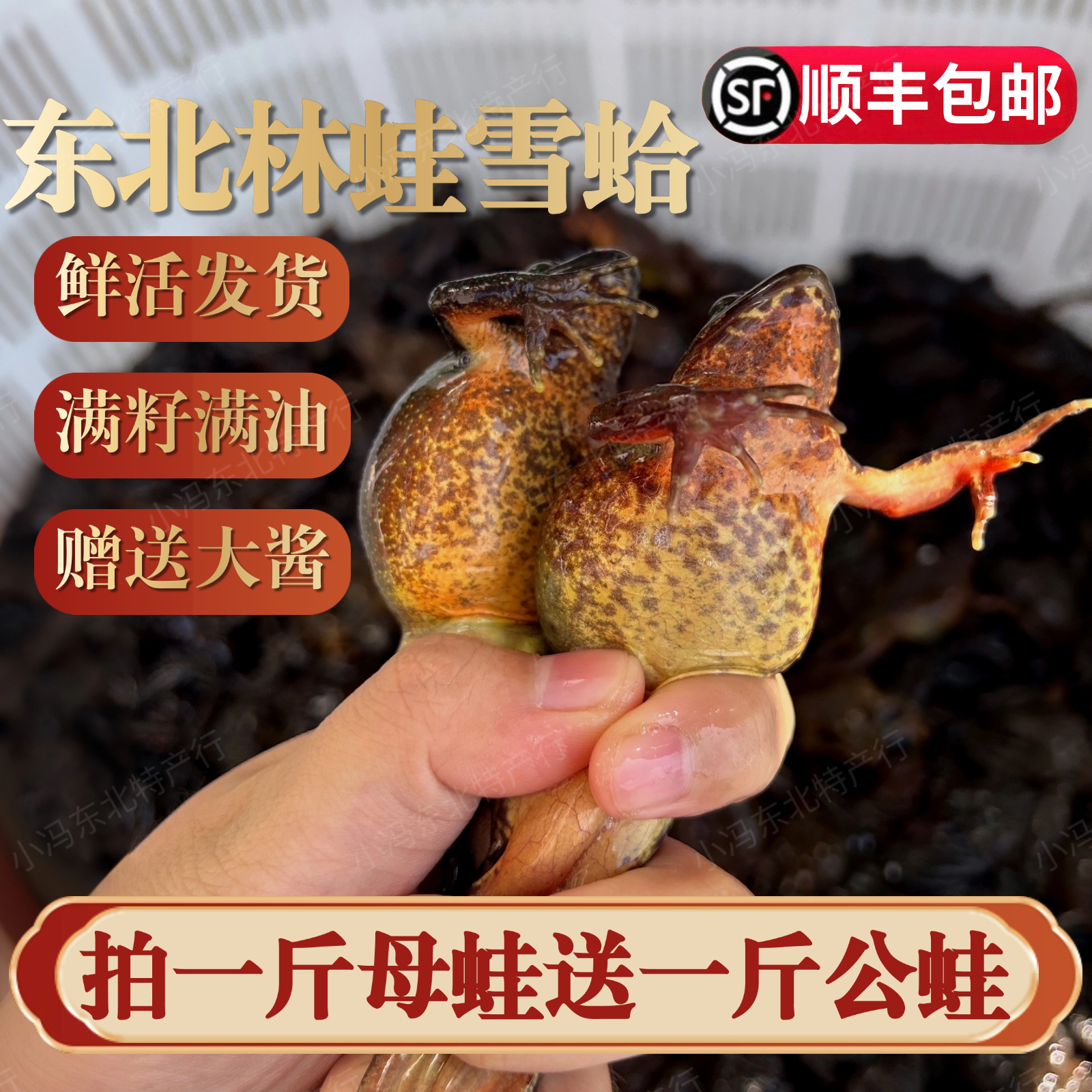 东北河鲜  林蛙雪哈 黄肚大母豹 送东北大酱