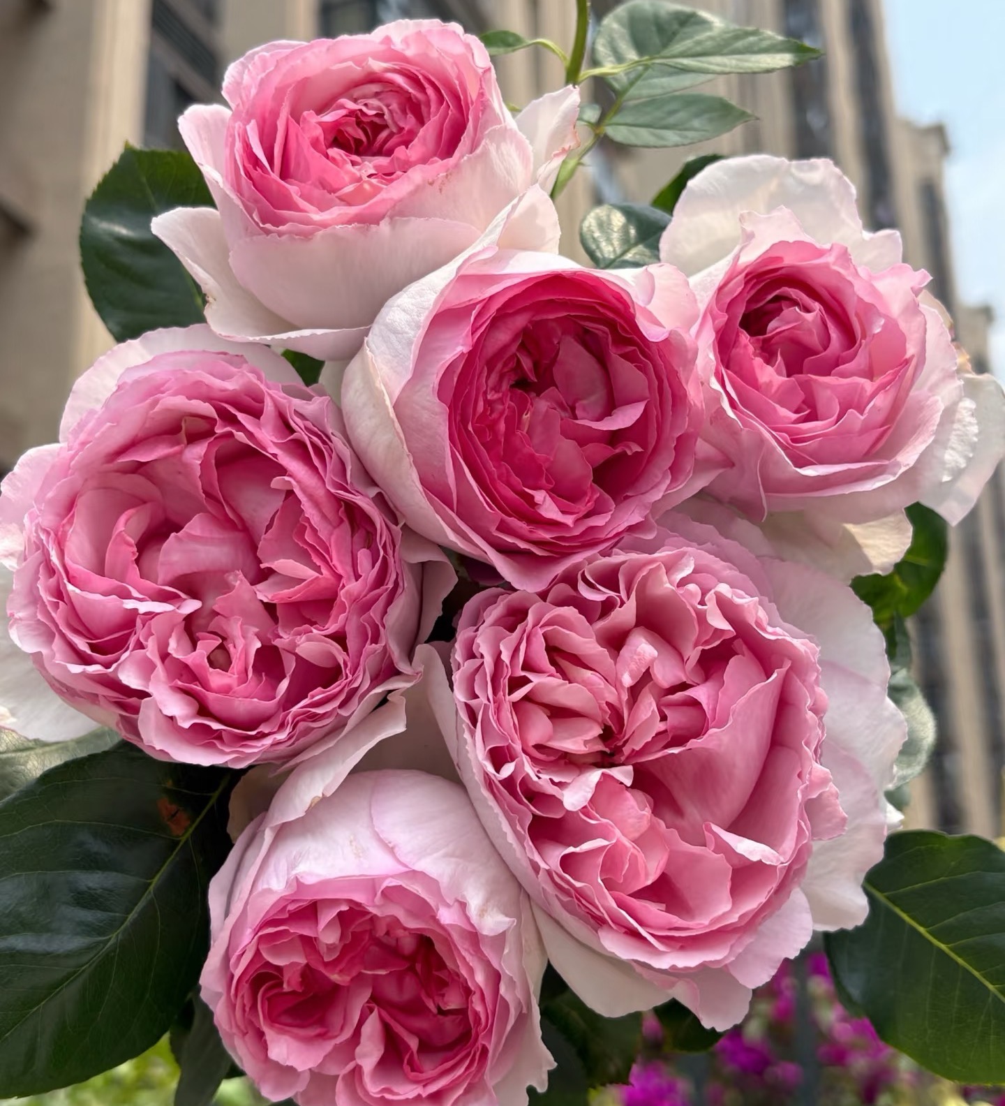 伊芙贵族香水  2加仑根接月季