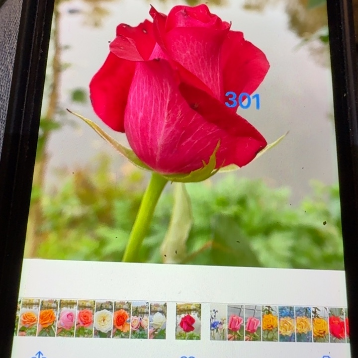 无花朵301测一加仑