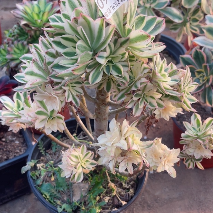 160保时捷有砍多肉12345678