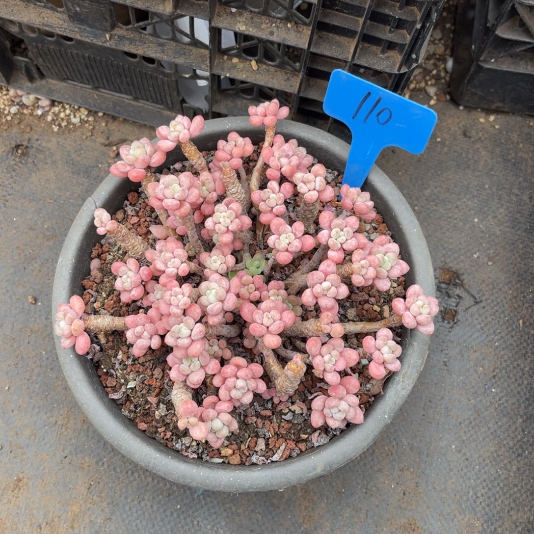 蓝*110鱼子酱多肉