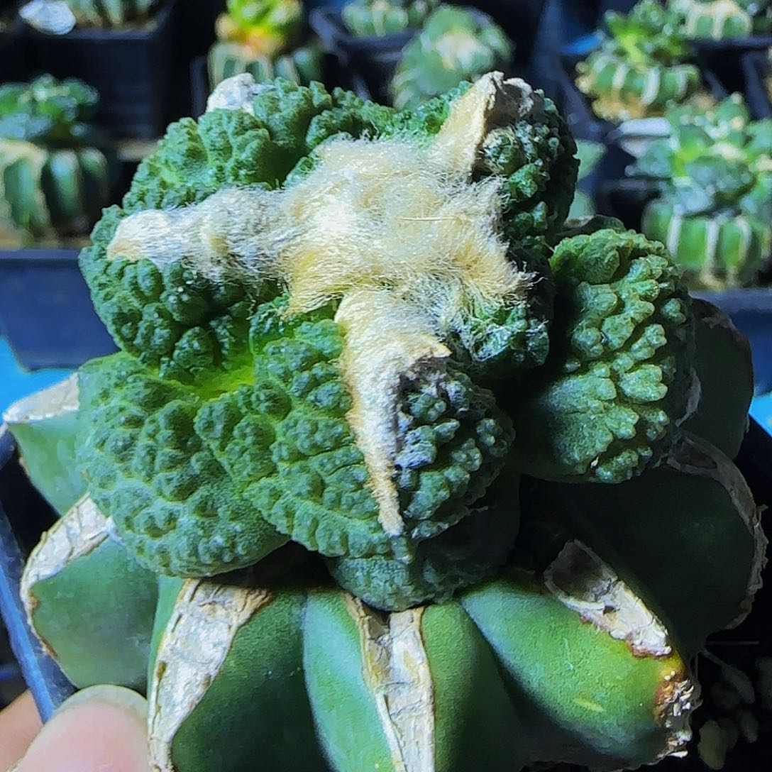 龟甲连山284仙人球