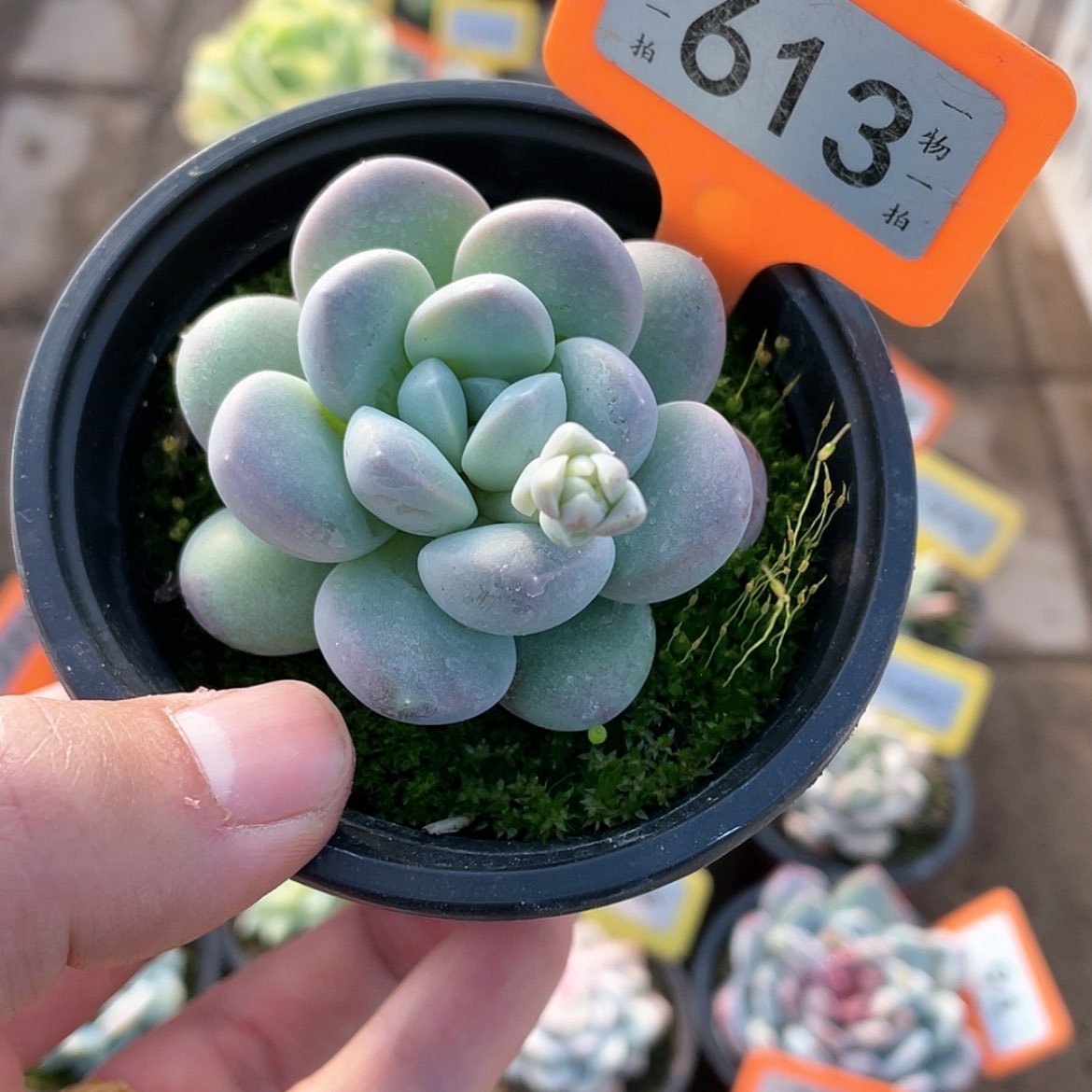【闪购商品】613号